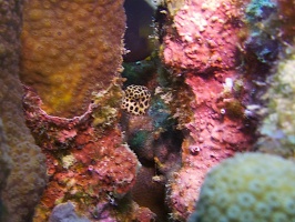 Juvenile Trunkfish IMG 5365